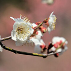 舞桜霊能者